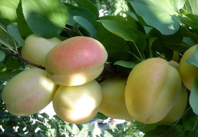 فروش باغ سنددار به صورت توافقی|فروش زمین و ملک کلنگی|اصفهان, خاتون‌آباد|دیوار
