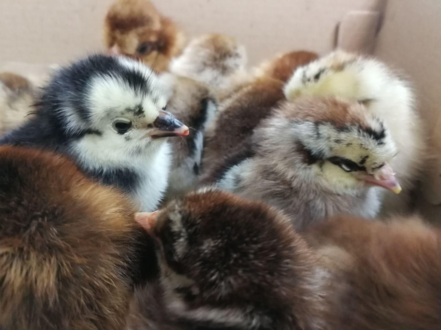 جوجه محلی گلپایگان|حیوانات مزرعه|لاهیجان, کوی خزر|دیوار