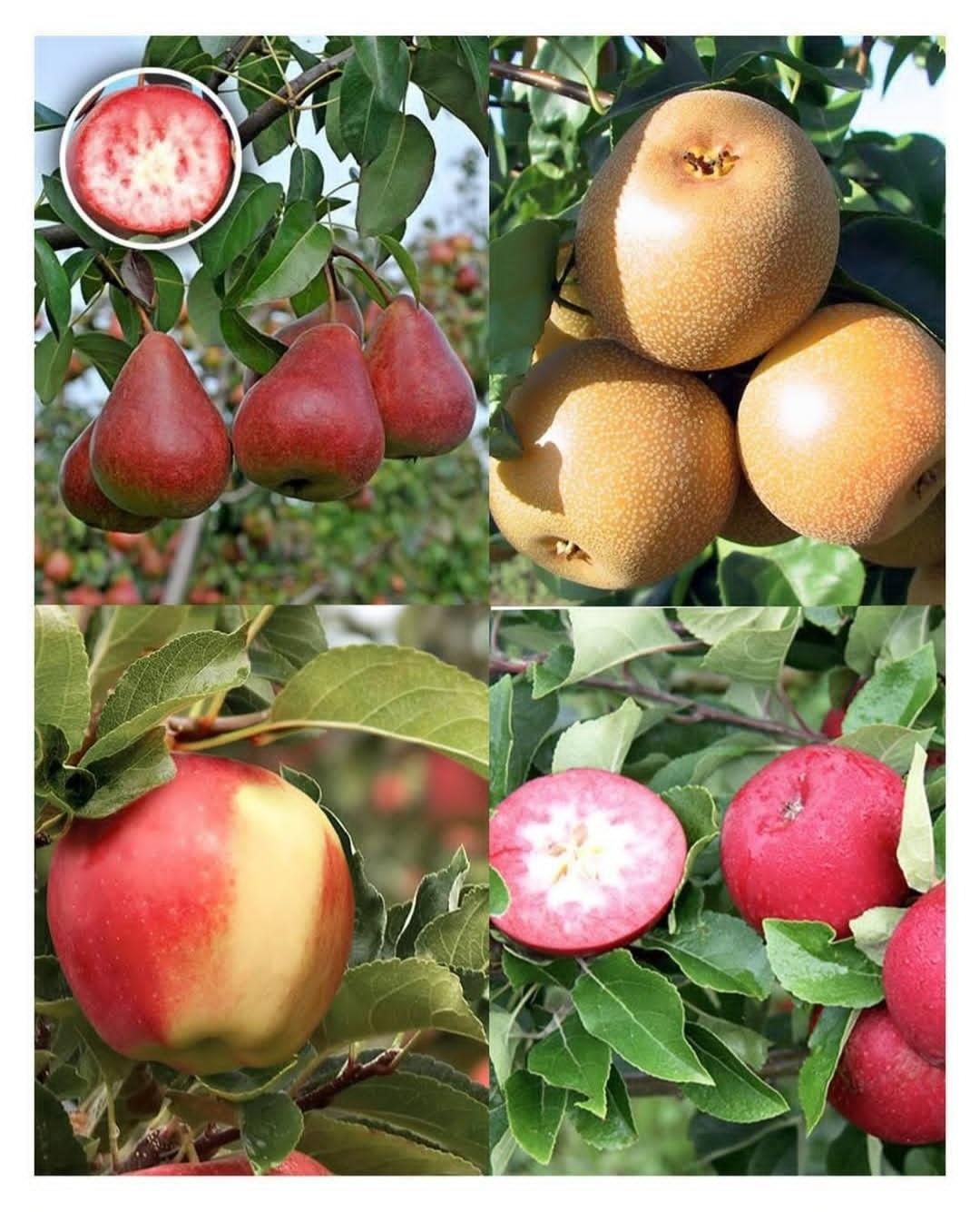 آواکادو سیب انبه کیوی گلابی هلو گیلاس قیسی|خدمات باغبانی و درختکاری|کرمانشاه, |دیوار