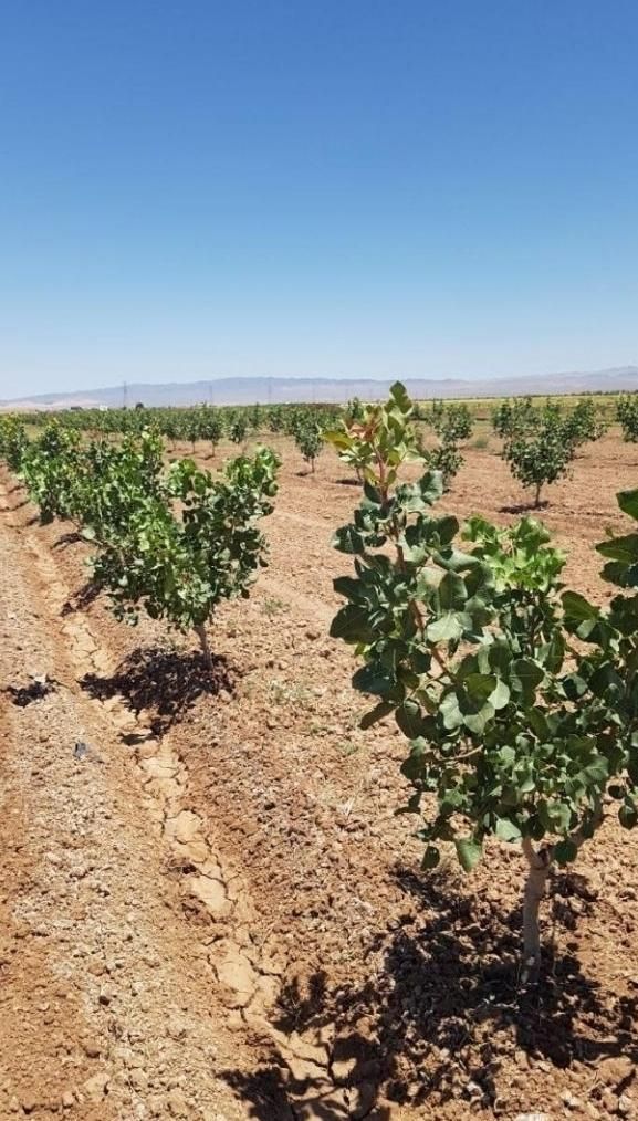 فروش نهال پسته ۱ساله و ۲ساله|خدمات باغبانی و درختکاری|شاهین‌شهر, گزبرخوار|دیوار