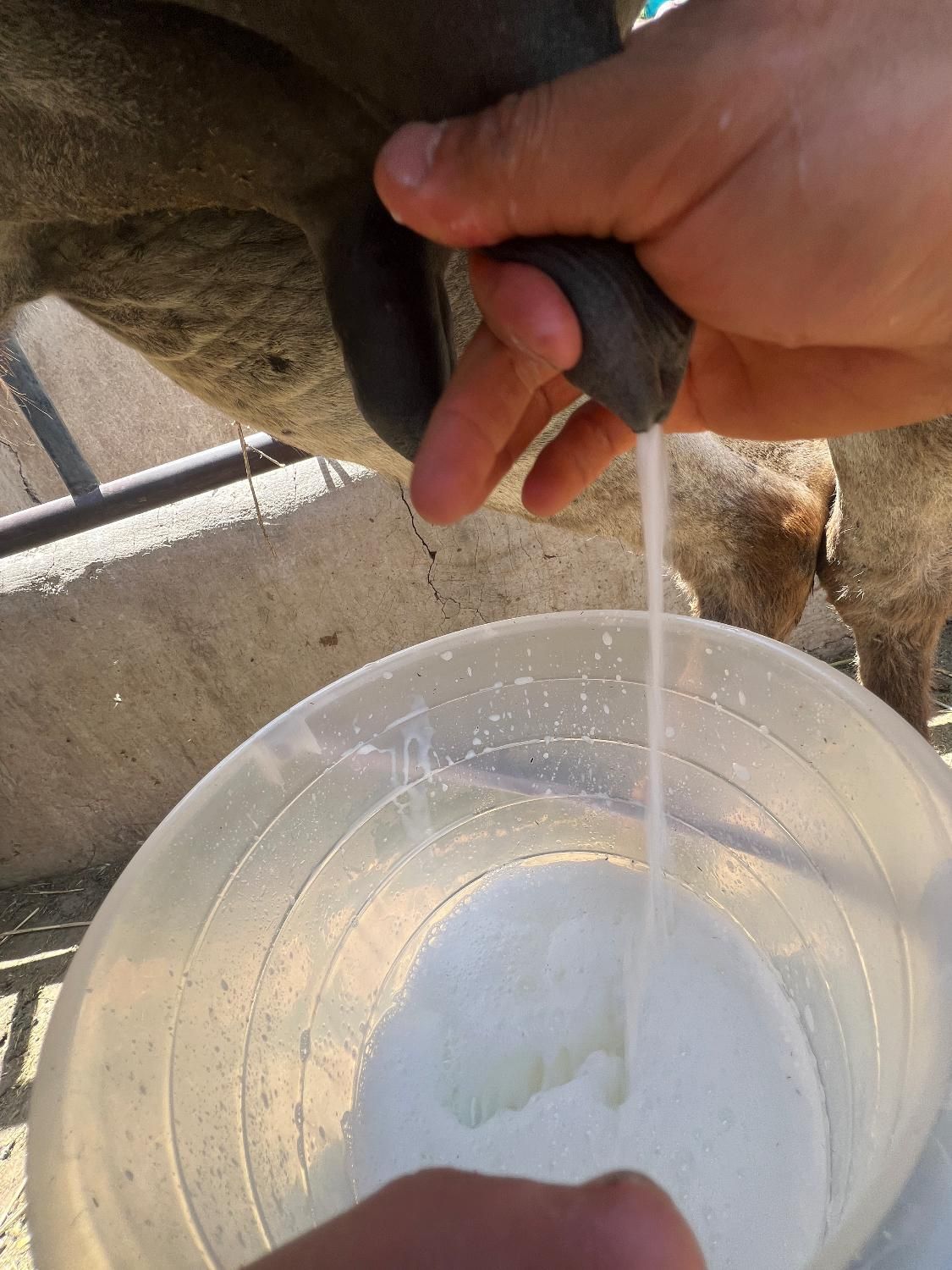 شیر الاغ تازه با بهترین خوراک دوشیدن در حضورخودتون|خوردنی و آشامیدنی|قزوین, |دیوار