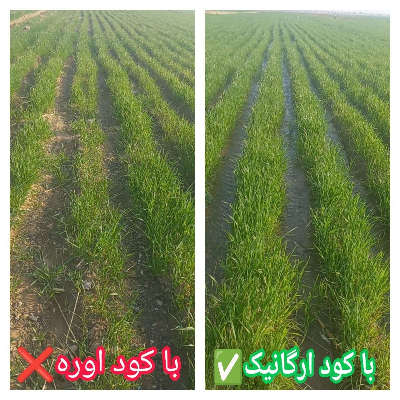 افزایش تناژ تضمینی، باغ گلخانه مزرعه گل آپارتمانی|خدمات باغبانی و درختکاری|بروجرد, |دیوار