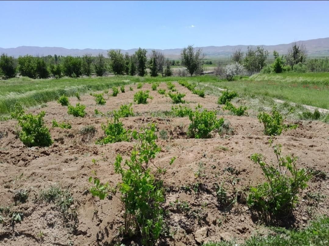 زمین ۱۰۰۰ متری مناسب باغ در شهرک ماهیدشت|فروش دفتر صنعتی، کشاورزی، تجاری|کرمانشاه, |دیوار