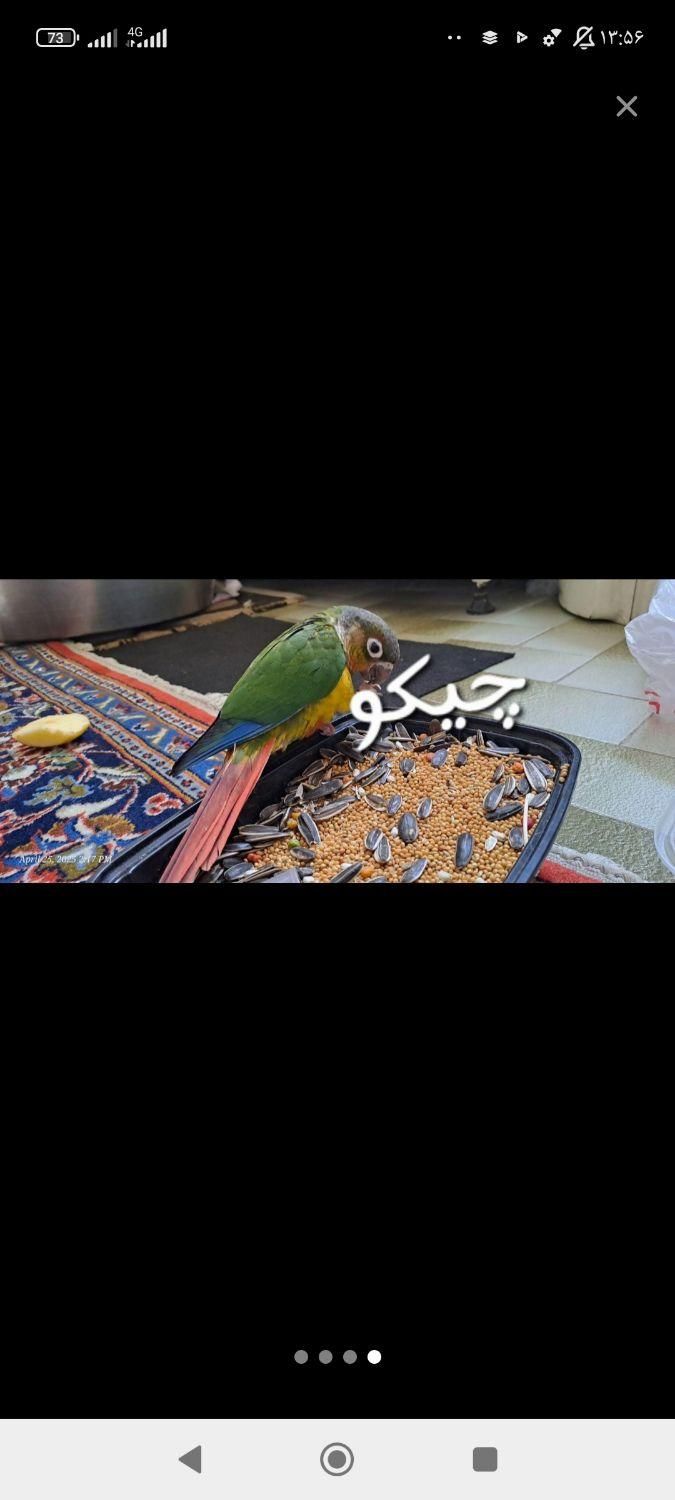 طوطی گرینچیک گم شده است|پرنده|تبریز, |دیوار