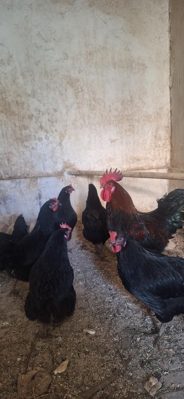 تخم مرغ بلک استار نطفه دار|حیوانات مزرعه|برخوار, |دیوار