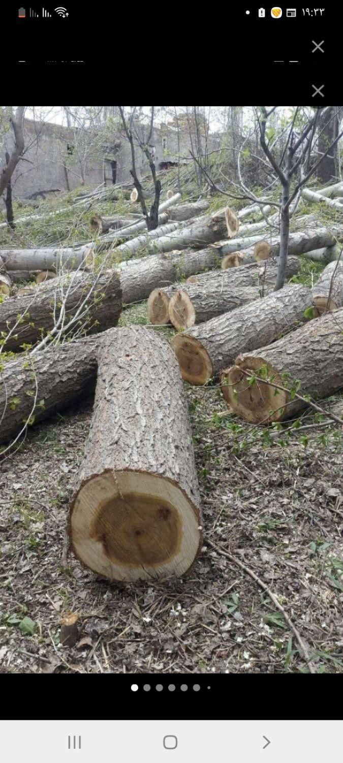 خرید چوب خریدار چوب کیلویی ۷۰۰۰|خدمات باغبانی و درختکاری|ساوه, |دیوار