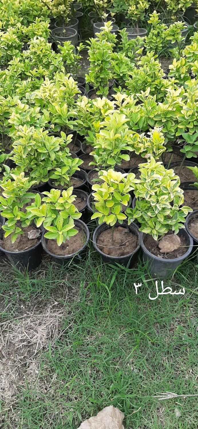 شمشاد طلایی لاوسون سیکاس گل کاغذی|خدمات باغبانی و درختکاری|آمل, |دیوار