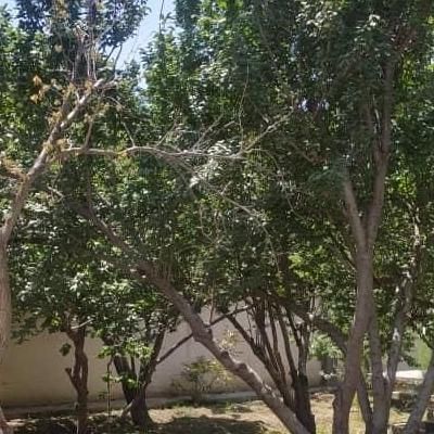 555متر زمین 900متر بنا قدیمی دوکله فاطمی جویبار|فروش زمین و ملک کلنگی|تهران, فاطمی|دیوار