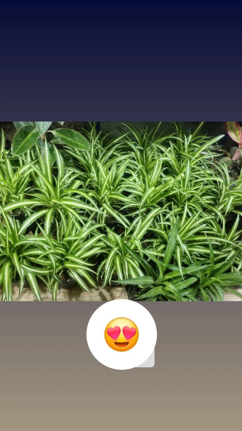 گل گندمی مناسب برای هدیه|گل و گیاه طبیعی|بیرجند, |دیوار