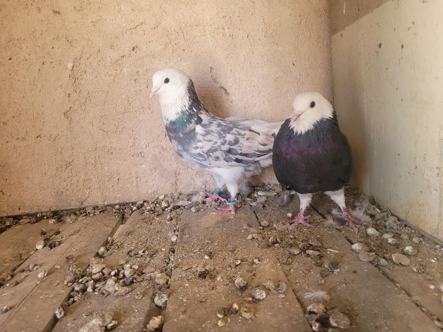 نر و ماده هما سرور|پرنده|مبارکه, |دیوار