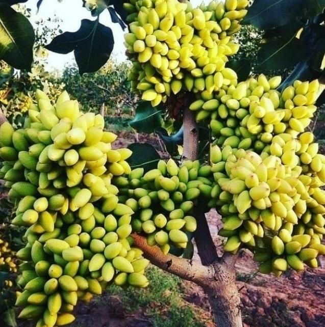 فروش نهال پسته ۱ساله و ۲ساله|خدمات باغبانی و درختکاری|شاهین‌شهر, گزبرخوار|دیوار