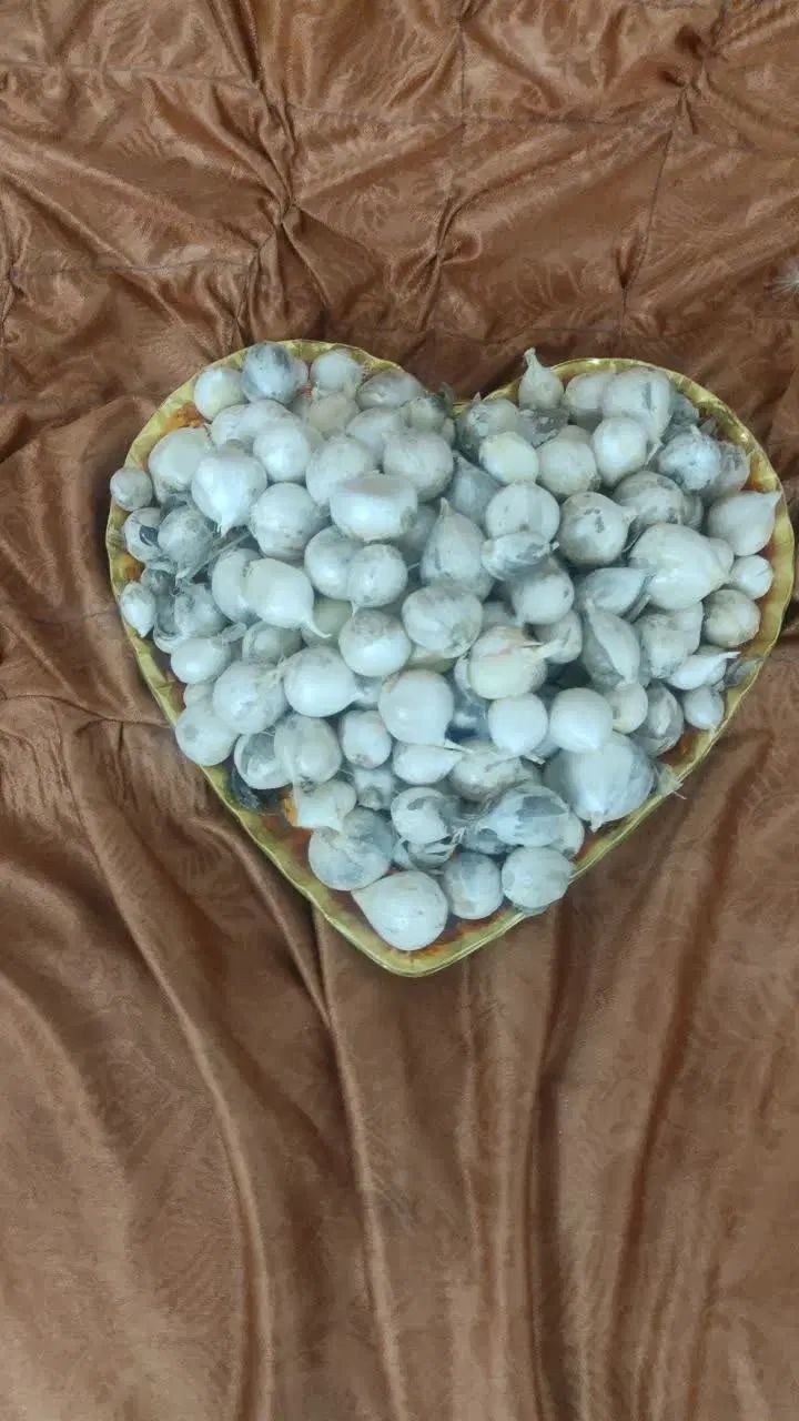 موسیر بذری|گل و گیاه طبیعی|اصفهان, محمودآباد|دیوار