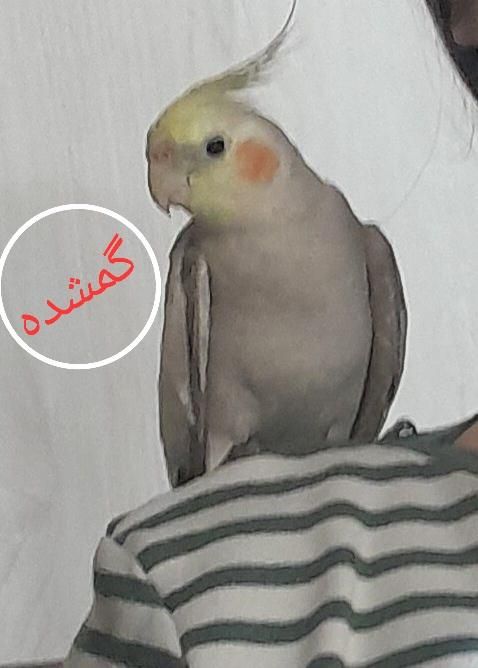 عروس هلندی گمشده در درخشانیه|حیوانات|هشتگرد, شهرک جهان ویلا (درخشانیه)|دیوار