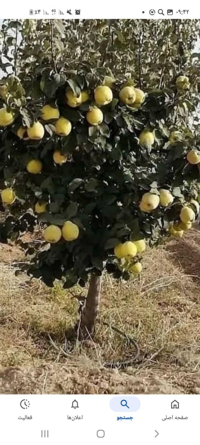 باغبانی فوق حرفه ای امیری۳۷سال سابقه|خدمات باغبانی و درختکاری|کرمانشاه, |دیوار
