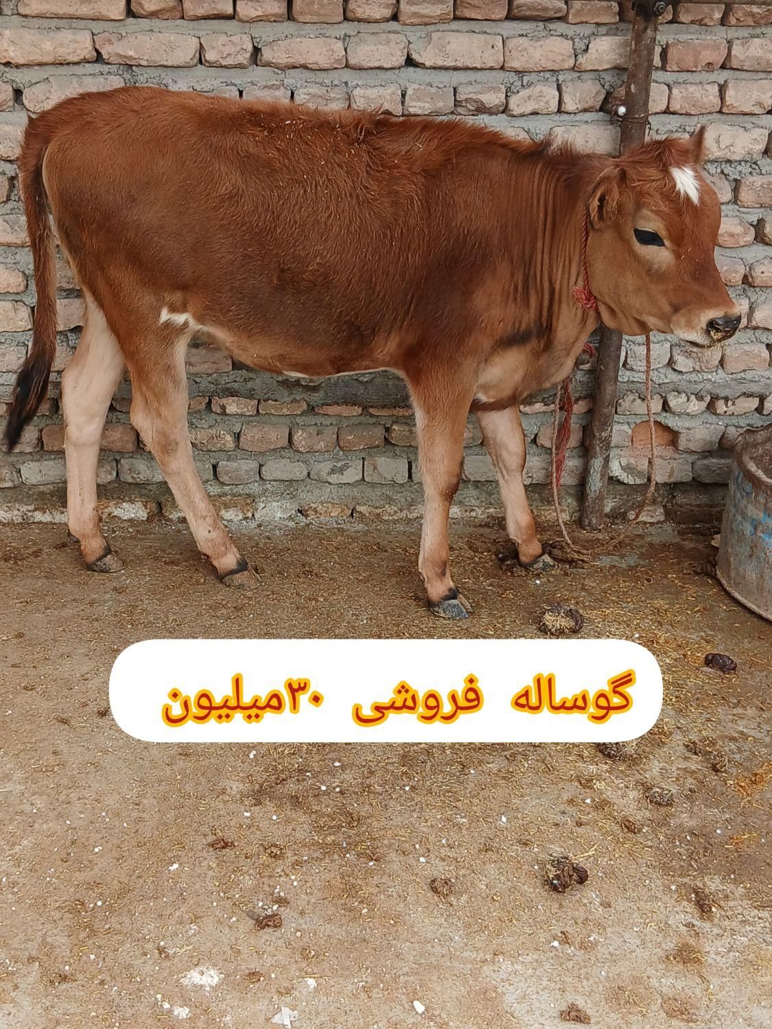 فروش گوساله|حیوانات مزرعه|بندر ترکمن, |دیوار