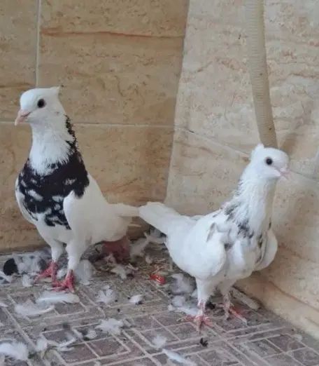 جفت طوقی نره وماده|پرنده|مشهد, فارغ التحصیلان|دیوار