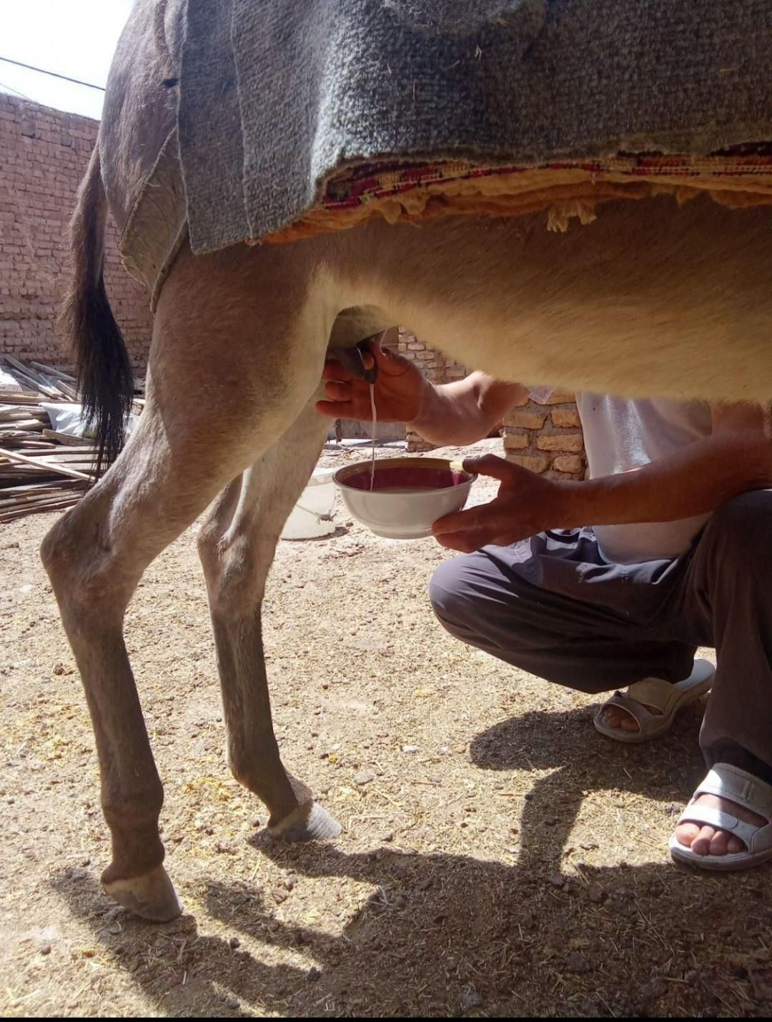 شیرالاغ تازه|خوردنی و آشامیدنی|خرمدره, |دیوار