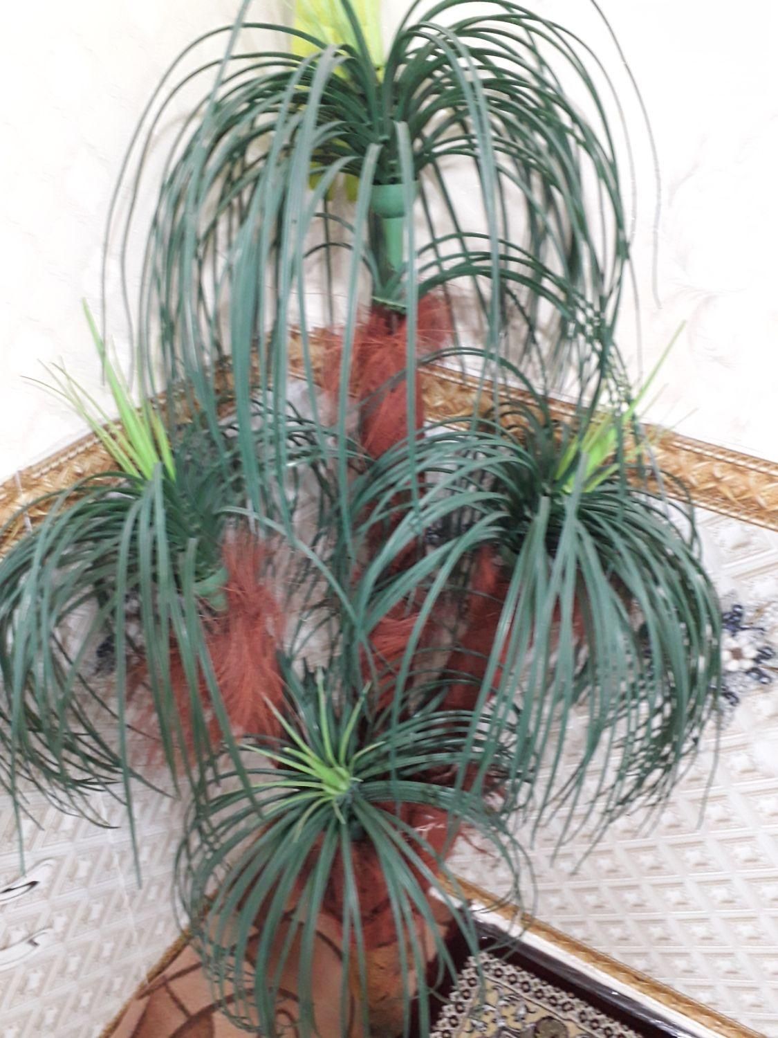 دکوری نخل|گل مصنوعی|نسیمشهر, |دیوار