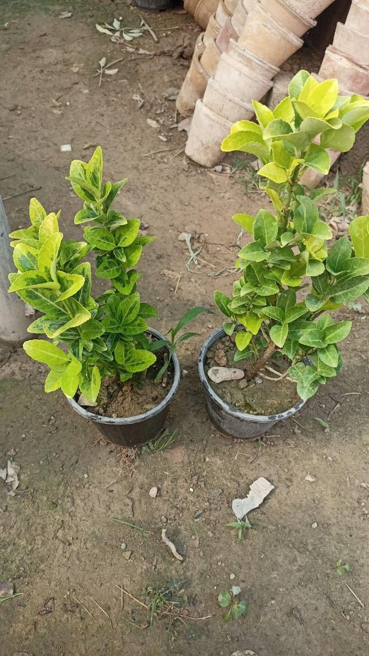 شمشاد و ترون|گل و گیاه طبیعی|کرج, ملک‌آباد|دیوار