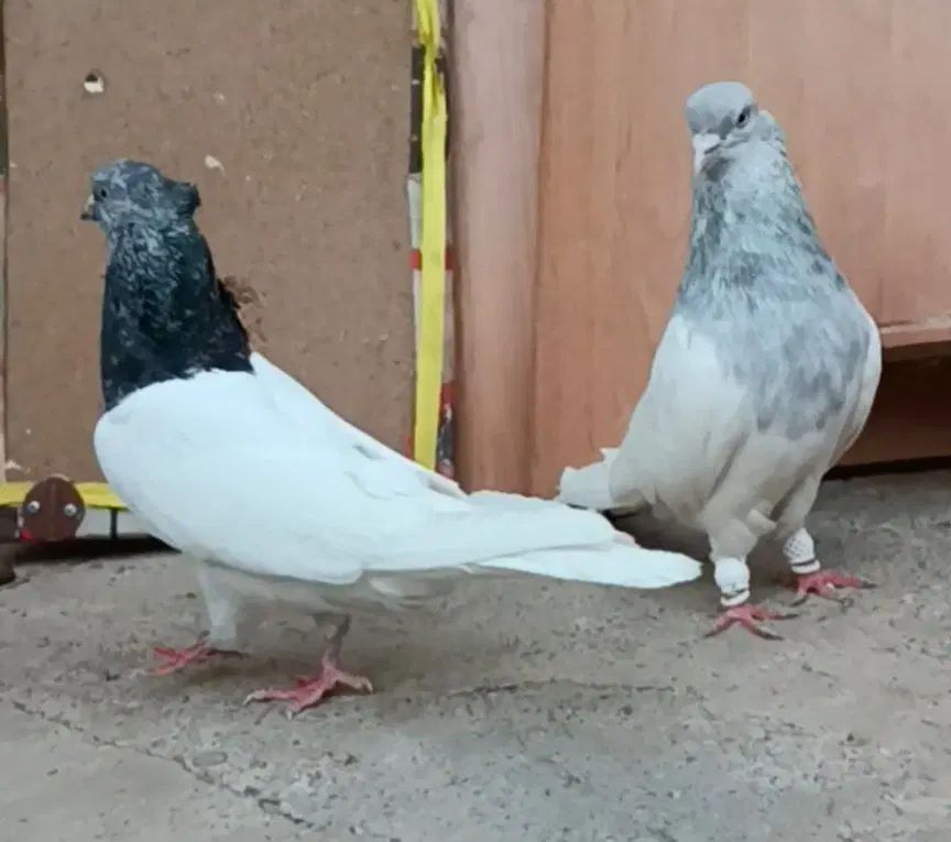 کبوتر کفتر  واکسی|پرنده|مشهد, موسوی قوچانی|دیوار