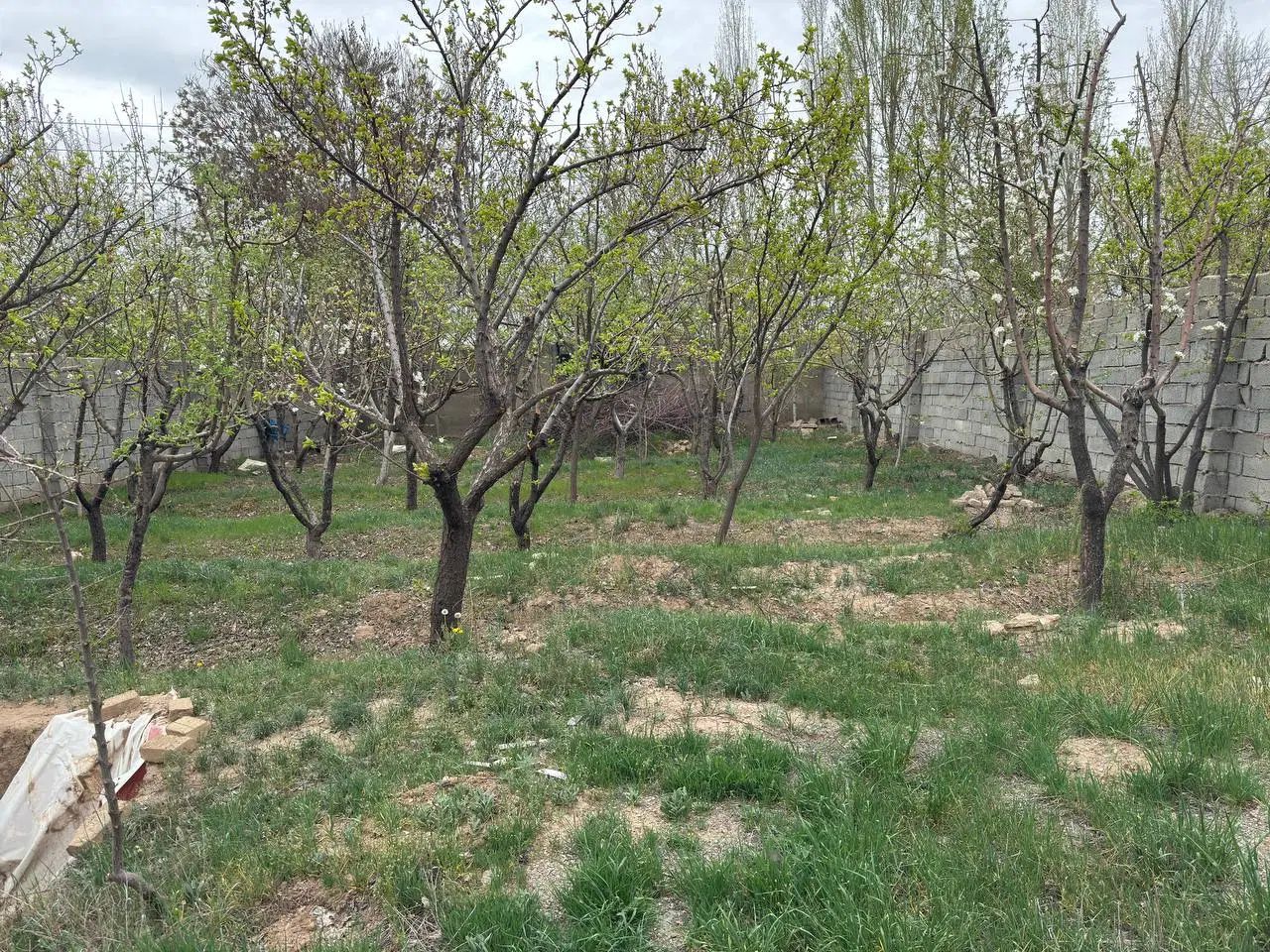 باغ ۴۵۰ متری ۱۵ متر بر خیابان اصلی سند تک برگ|فروش زمین و ملک کلنگی|هشتگرد, هشتگرد قدیم|دیوار