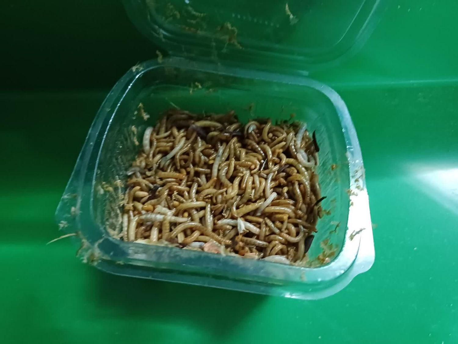 کرم میلورم زنده و خشک|لوازم جانبی حیوانات|یزد, |دیوار