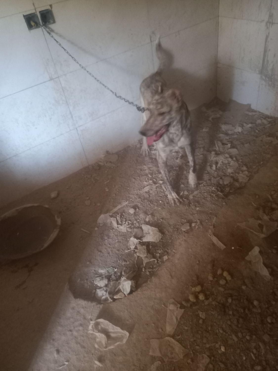 سگ ادم ندیده|سگ|بردسکن, |دیوار