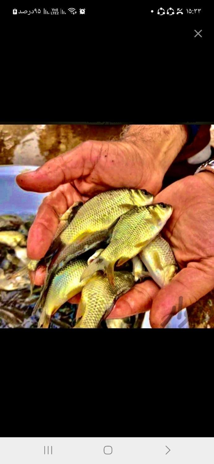 پرورش در استخر خود بچه ماهی آمور کَپور قزل|ماهی|همدان, |دیوار