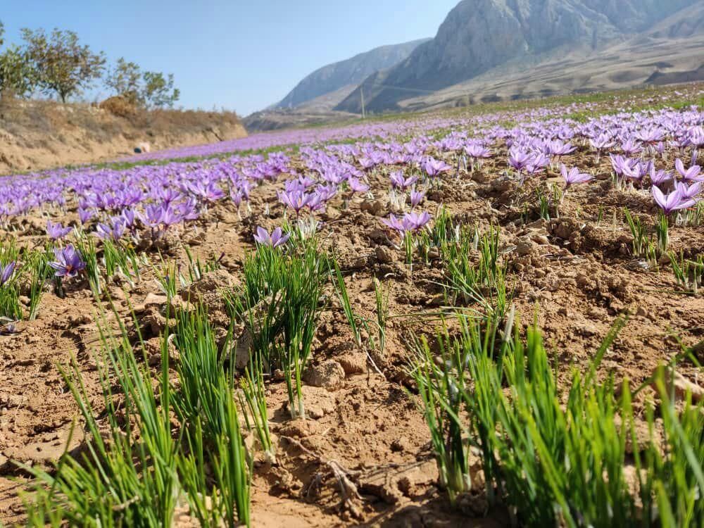 زعفران سرگل کشاورز|خوردنی و آشامیدنی|تهران, امام حسین(ع)|دیوار