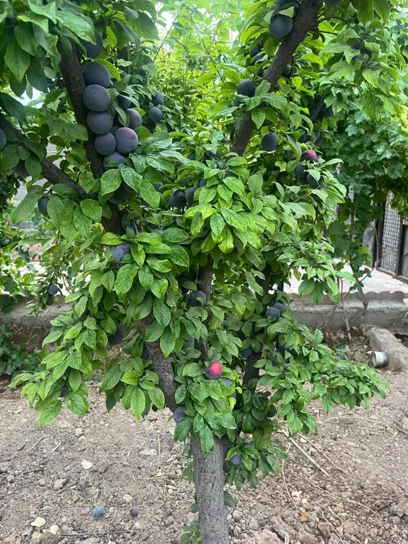 انواع درخت/ مثمر/غیرومثمر/ درخت پایان کارشهرداری|خدمات باغبانی و درختکاری|قلعه نو, |دیوار