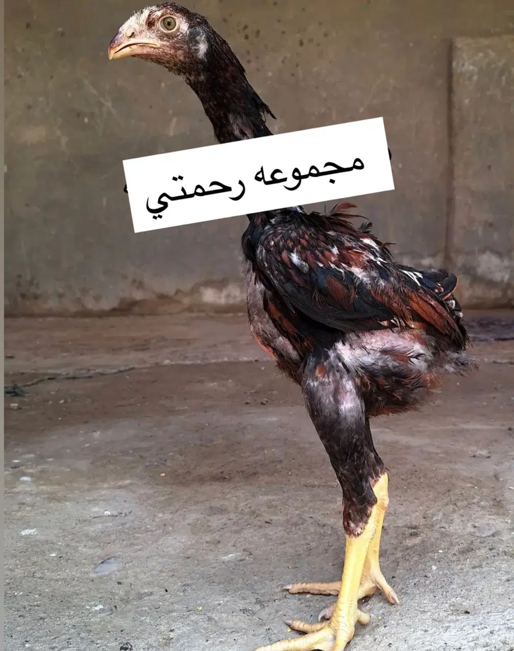 جوجه لاری اصیل|حیوانات مزرعه|تهران, ایران|دیوار