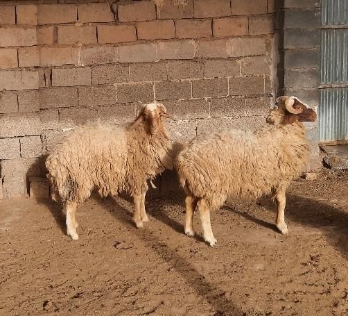 دو عدد بره نر دو ساله سالم وپر گوشت|حیوانات مزرعه|کرخه, |دیوار