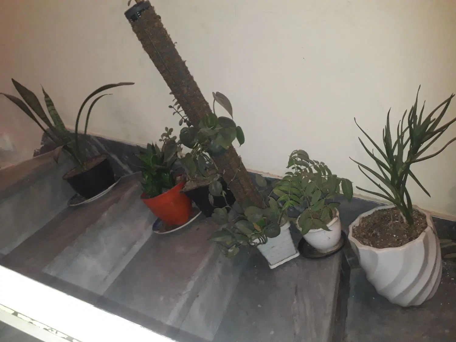 یک سری گل های زینتی اپارتمانی سرحال بهمراه گلدان.|گل و گیاه طبیعی|تهران, شهرک ولیعصر شمالی|دیوار