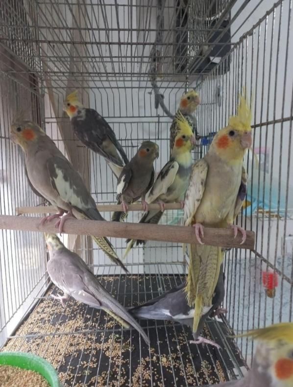 عروس هلندی تخم گذار|پرنده|خمینیشهر, |دیوار