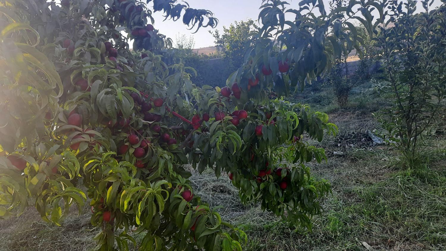 باغ 700 متری سنددار در روستای ییلاقی اندرخ/معاوضه|فروش زمین و ملک کلنگی|مشهد, نوید (بلوار کشاورز)|دیوار