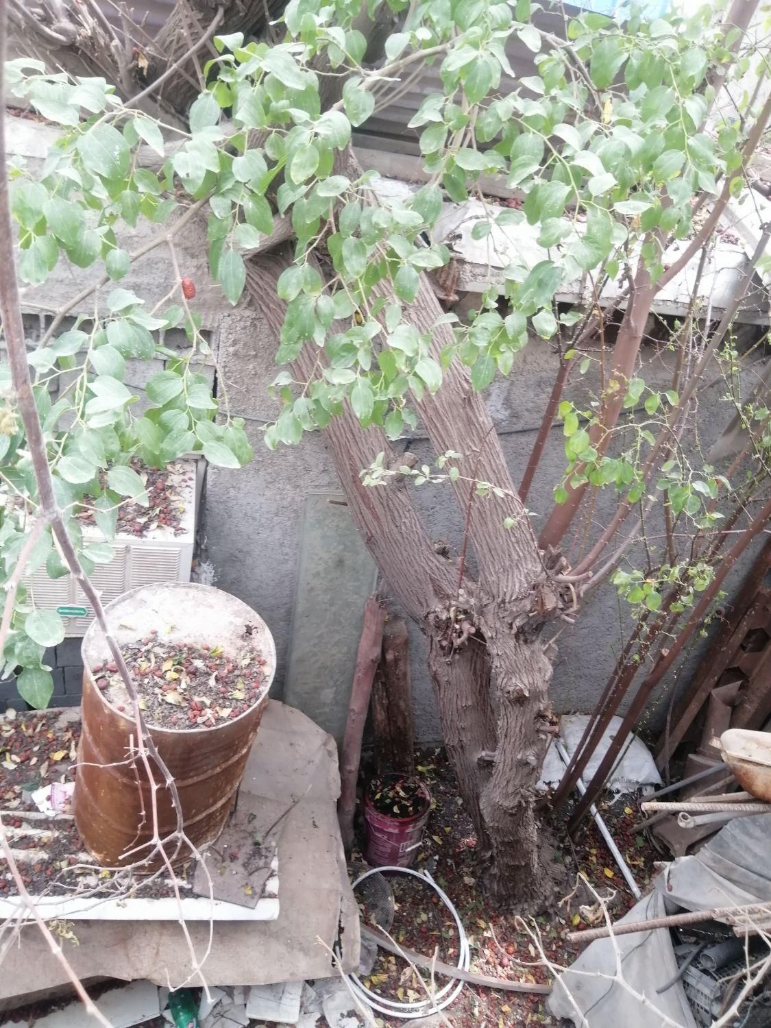 خریدار انواع درخت و قطع نخل|خدمات باغبانی و درختکاری|بوشهر, |دیوار