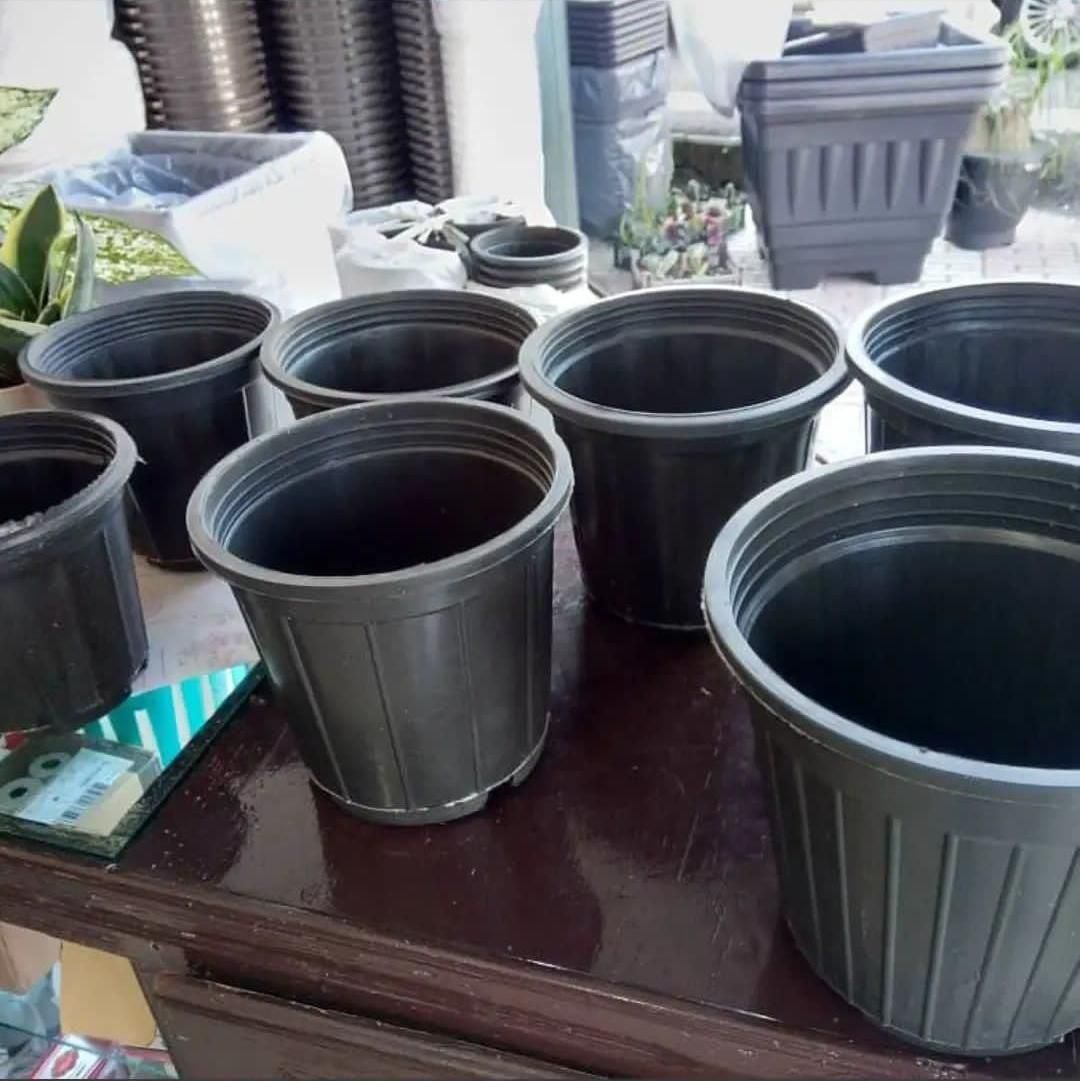 گلدان گلخانه ای نشا ارزان عمده اینترنتی|گل و گیاه طبیعی|رشت, بلوار گیلان|دیوار