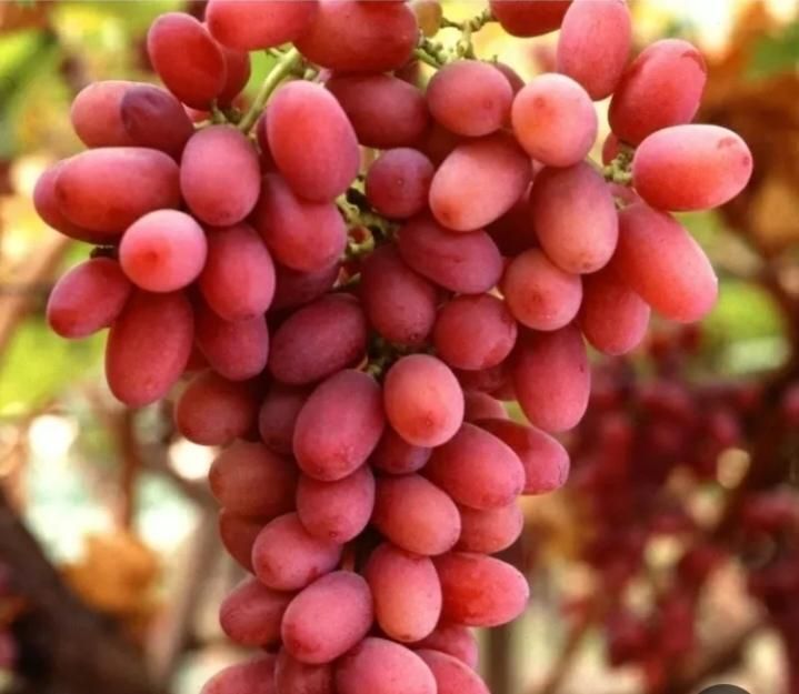 نهال انگور|خدمات باغبانی و درختکاری|نیشابور, مازول|دیوار