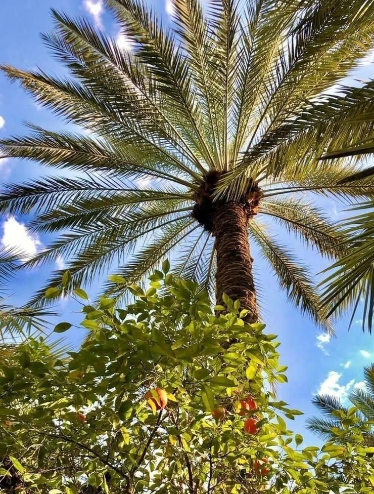 گیاه فونیکس پالم درخت برای پروژه باغ ویلایی زمین|خدمات باغبانی و درختکاری|کیاشهر, |دیوار