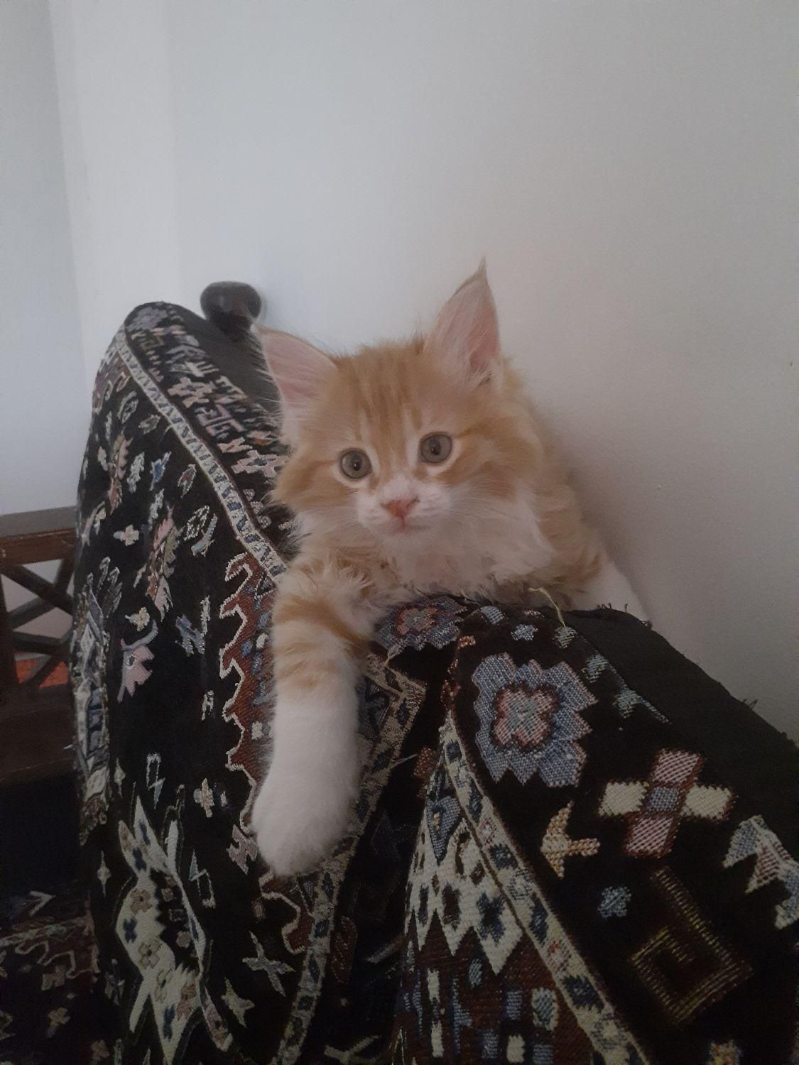 پانسیون خانگی فقط گربه|خدمات پیشه و مهارت|چهارباغ, |دیوار