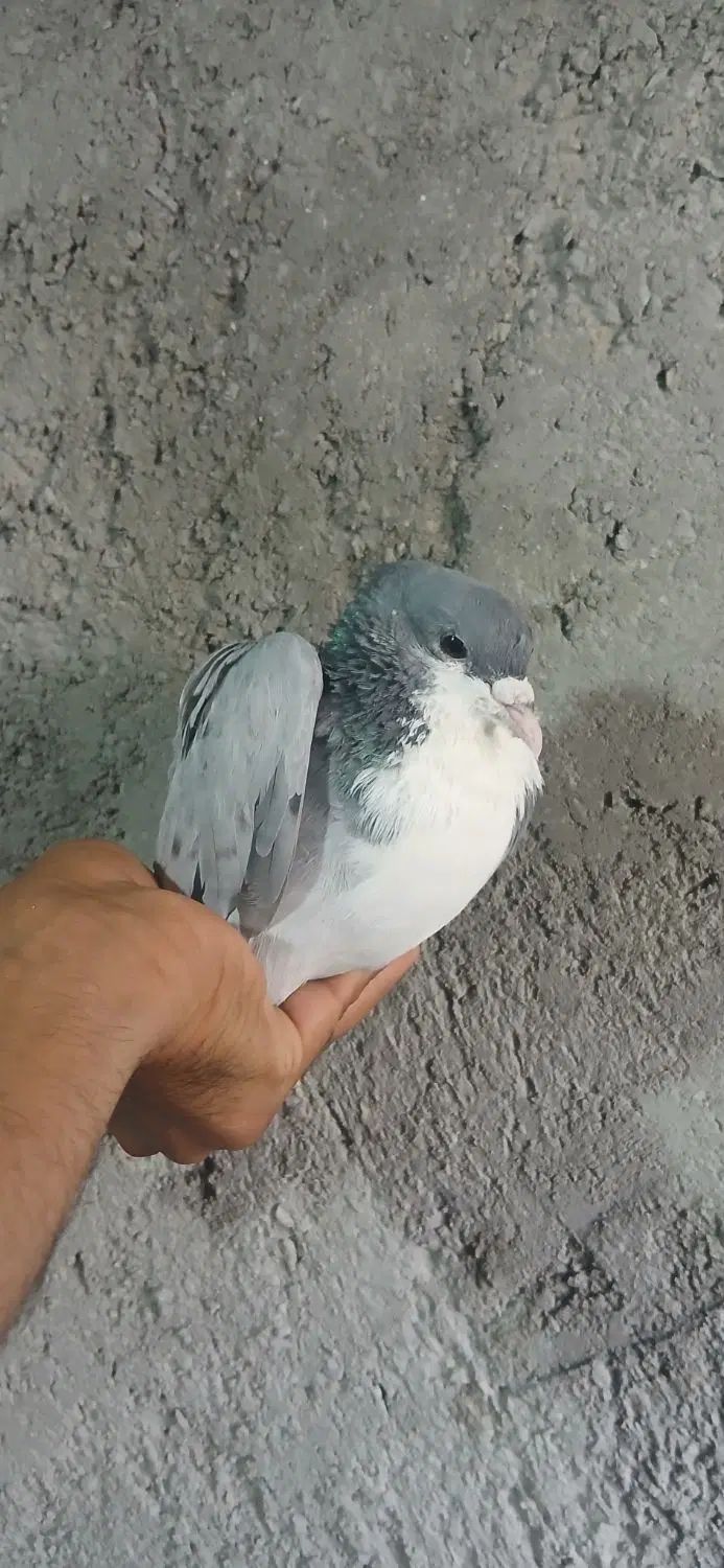 تعدادی کبوتر نر رنگی گرفتنی،ریش سبز ساده ابر طوقی|پرنده|زاهدان, |دیوار