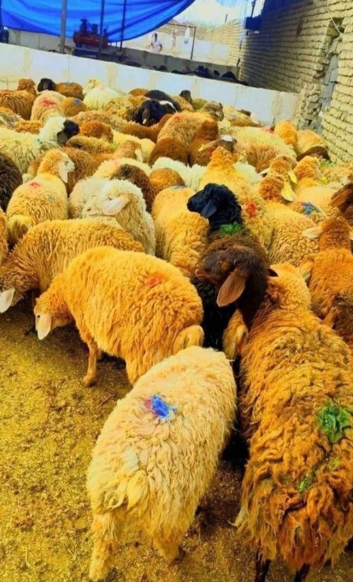 انواع گوسفند محلی چاق برای قربانی|حیوانات مزرعه|قم, انسجام|دیوار