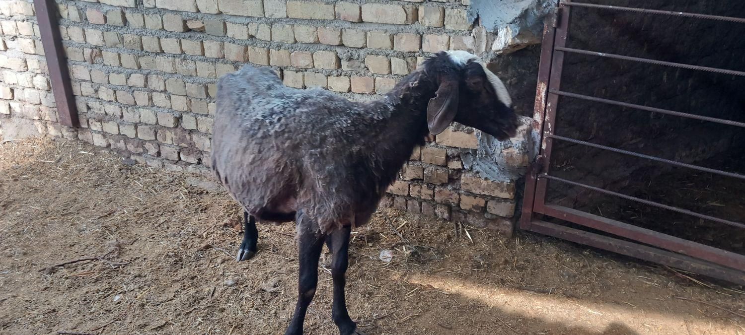 قوچ|حیوانات مزرعه|گلپایگان, |دیوار