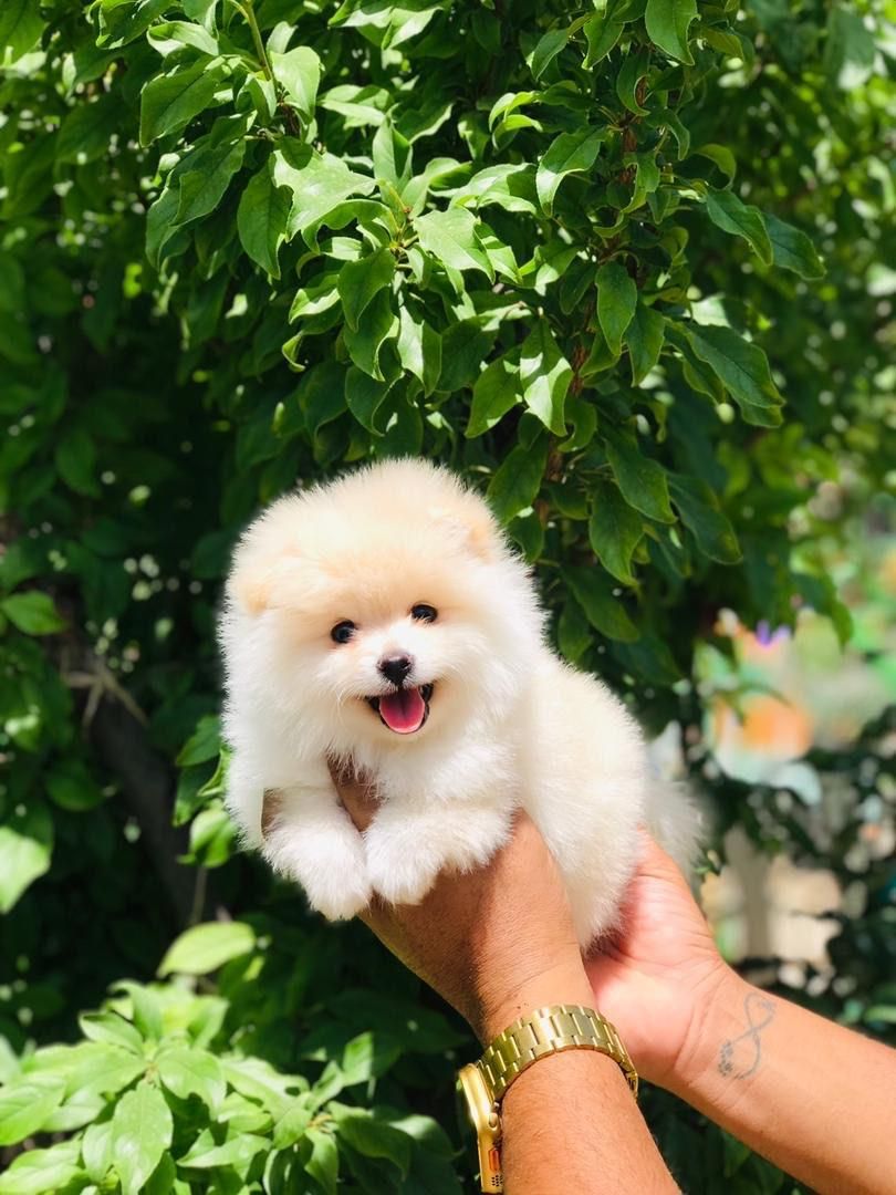 سگ های پامرانین مالتیز|سگ|بوشهر, |دیوار