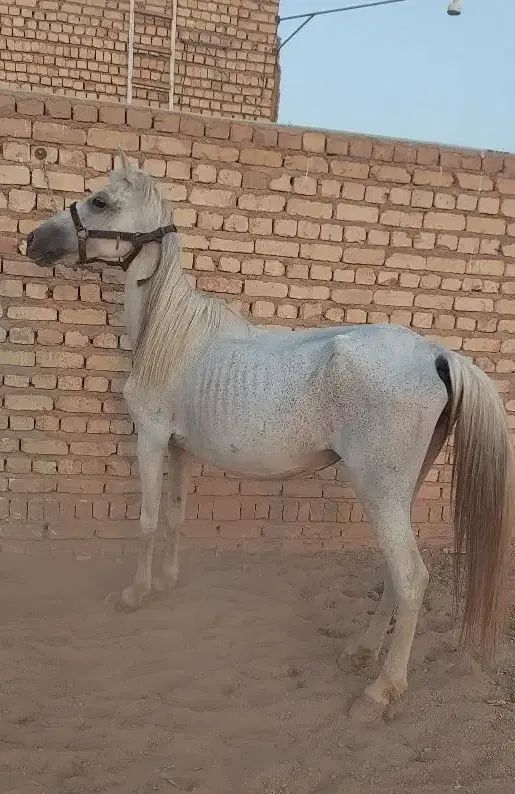 مادیان همراه با کره|اسب و تجهیزات اسب‌سواری|تهران, اتحاد|دیوار