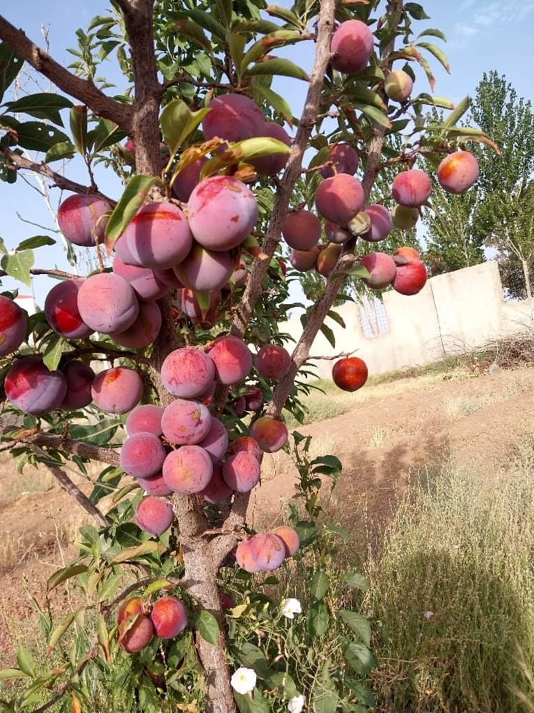 فروش یا تهاتر واحد تجاری و مسکونی در تهران یا کرج|فروش زمین و ملک کلنگی|تهران, نجات اللهی|دیوار