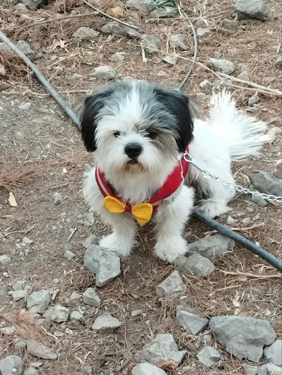 واگذاری سگ|سگ|اصفهان, گلستان|دیوار