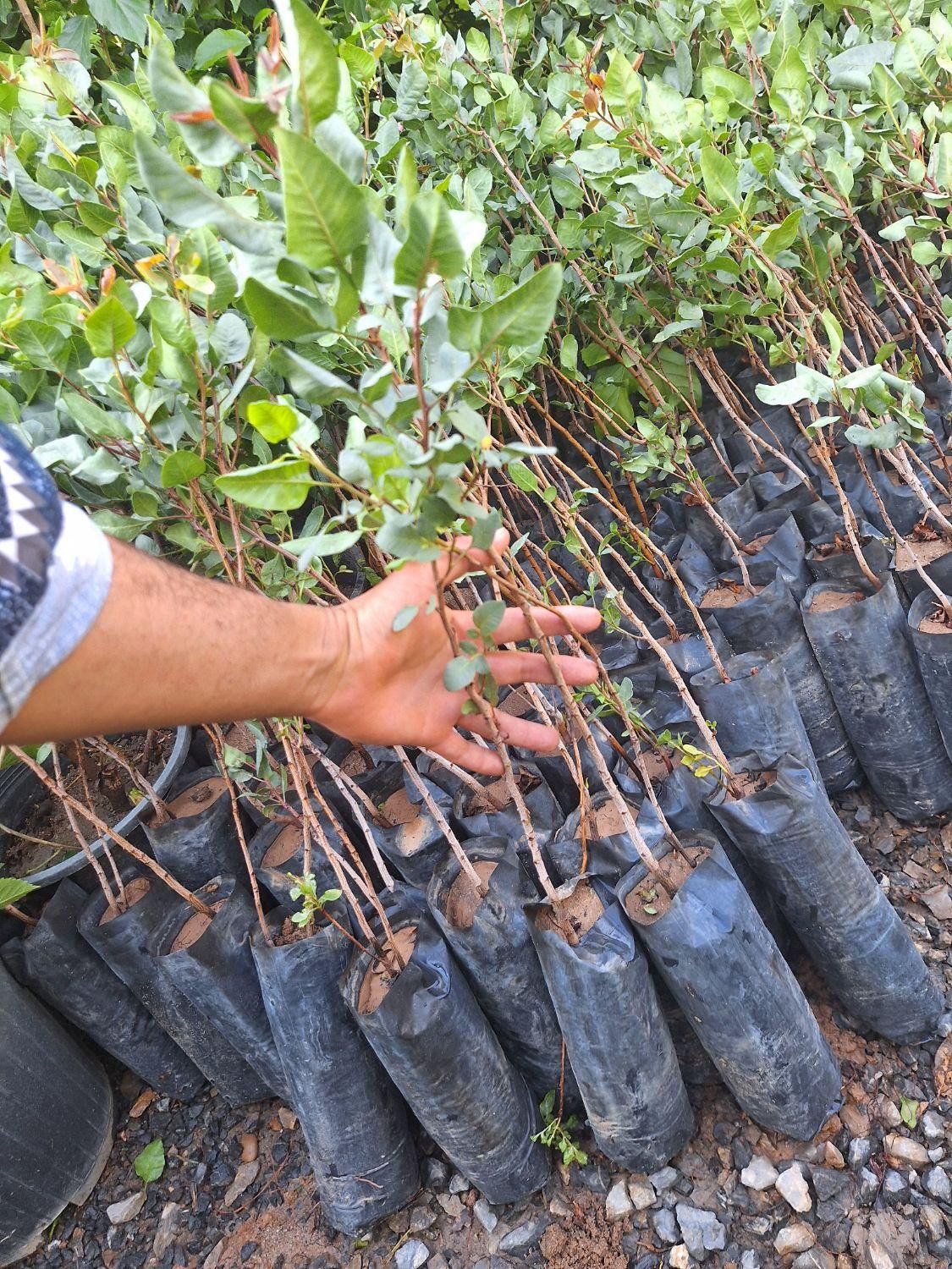 نهاع پسته درشت|خدمات باغبانی و درختکاری|فلاورجان, |دیوار