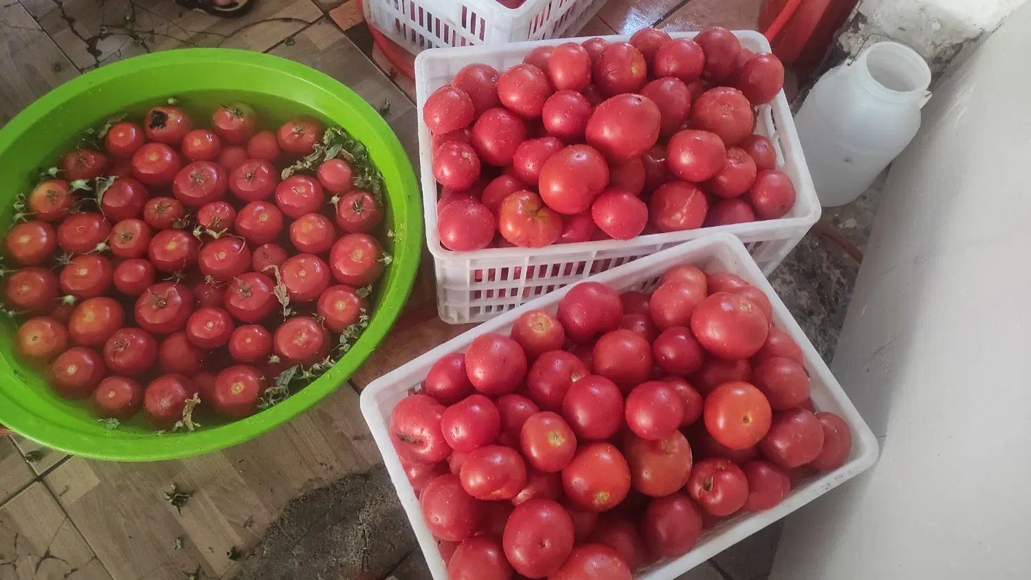 رب گوجه|خوردنی و آشامیدنی|کرج, شهرک اوج|دیوار