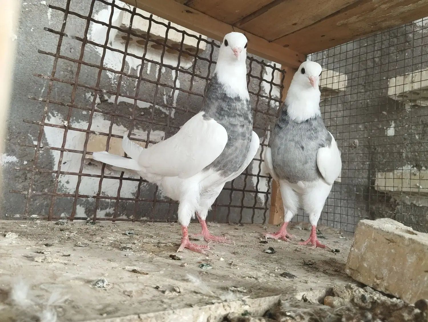 طوقی|پرنده|اصفهان, آزادان|دیوار